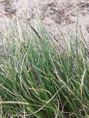 Carex filifolia