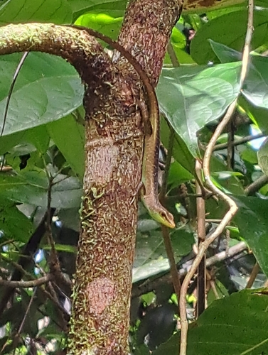 Emoia longicauda observed 2024-05-26
