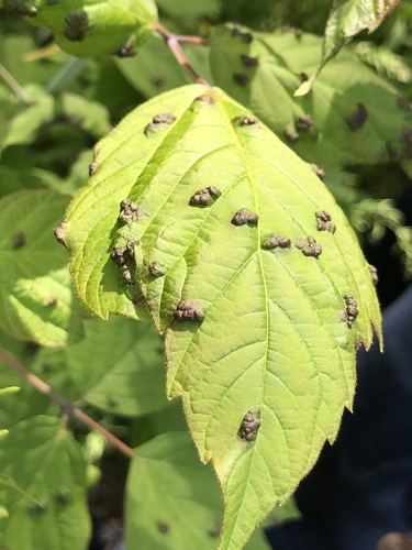 box elder pouch gall mite
