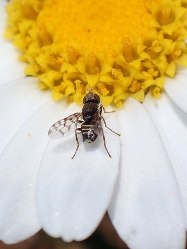 Myopites nigrescens