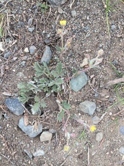 Potentilla arenosa