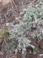 Antennaria rosea rosea