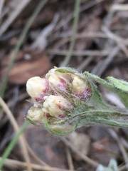 Antennaria rosea rosea