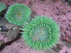 Giant Green Anemone - Photo (c) Stephen Bentsen, some rights reserved (CC BY-NC-ND)
