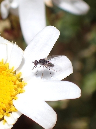 Geron hesperidum
