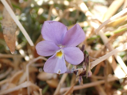 Viola guaxarensis