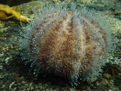 Amblypneustes elevatus