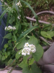 Fagopyrum esculentum