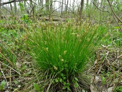 Carex bromoides