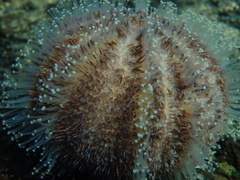 Amblypneustes elevatus