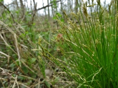 Carex bromoides