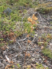 Drymocallis convallaria