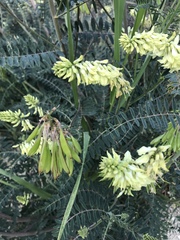 Astragalus trichopodus antisellii