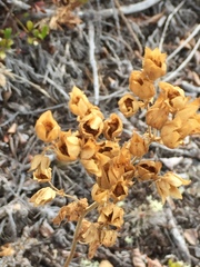 Drymocallis convallaria