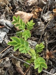 Drymocallis convallaria