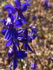 Delphinium variegatum