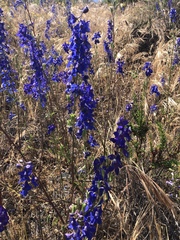 Delphinium variegatum