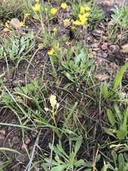 Toxicoscordion venenosum