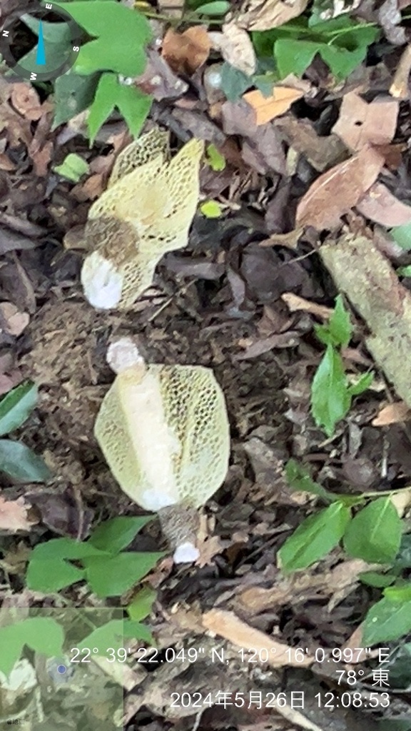 Phallus lutescens · May 2024 · photo: © ssnp019 (iNaturalist, cc-by)