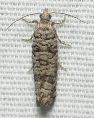 Retinia gemistrigulana