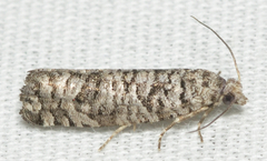 Retinia gemistrigulana