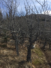 Populus balsamifera balsamifera