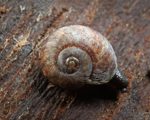 Tasmaphena ruga observed 2024-05-26