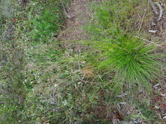 Poa tenerrima