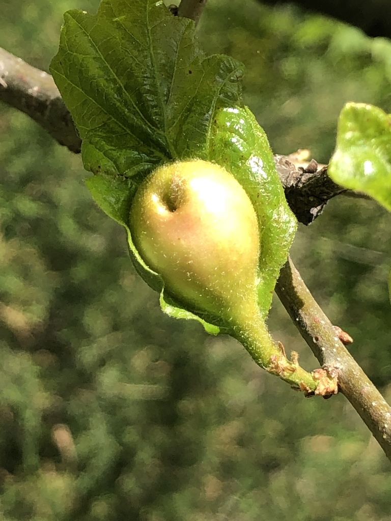 Oak Petiole Gall Wasp