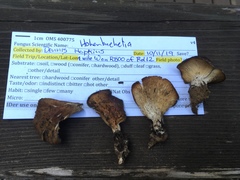 Hohenbuehelia tremula