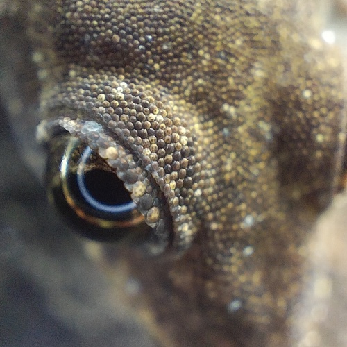 Flat-tailed House Gecko (Hemidactylus platyurus)