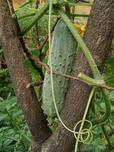 Cucumis sativus