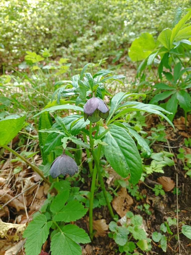Helleborus torquatus; photograph Manfred Kolbacher, CC BY, iNaturalist via GBIF