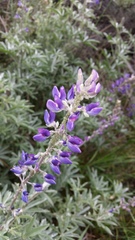 Lupinus arbustus