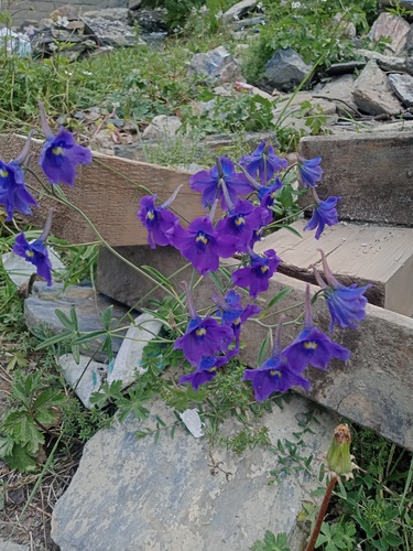 Delphinium kamaonense