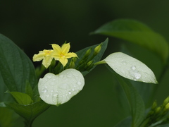 Pseudomussaenda flava