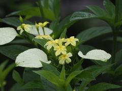 Pseudomussaenda flava