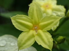 Pseudomussaenda flava