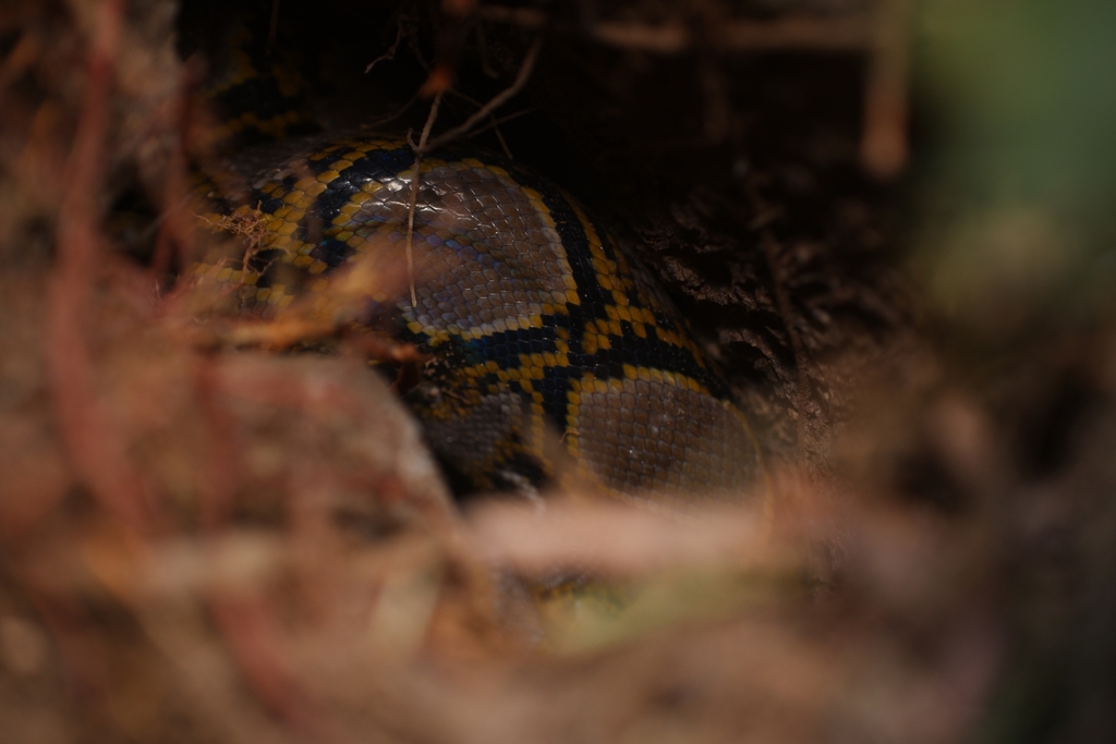 Reticulated Python from Penang Botanic Gardens on May 22, 2024 at 11:01 ...