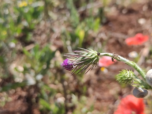 Carduus acicularis (Carduus acicularis)