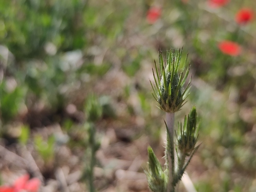 Carduus acicularis (Carduus acicularis)