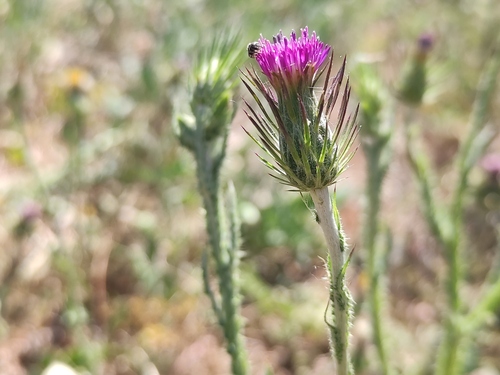 Carduus acicularis (Carduus acicularis)