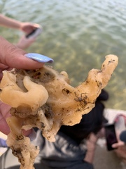 Porifera