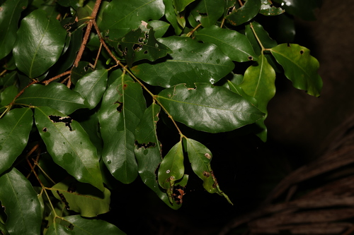 Dissiliaria baloghioides (Dissiliaria baloghioides)