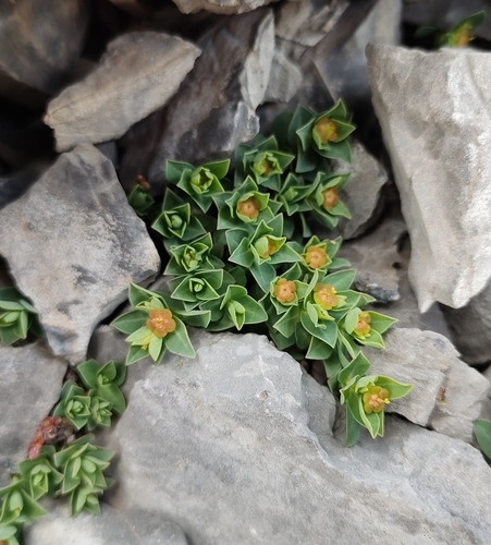 Euphorbia pyrenaica