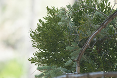 Phoradendron bolleanum