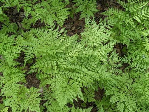 Amur wood fern (Dryopteris amurensis)
