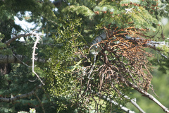 Phoradendron bolleanum