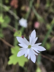 Lithophragma affine