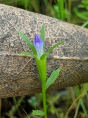 Githopsis specularioides